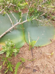 Haemanthus sanguineus