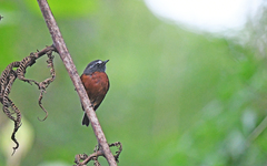 Ochthoeca cinnamomeiventris