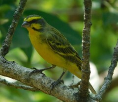 Crithagra mozambica