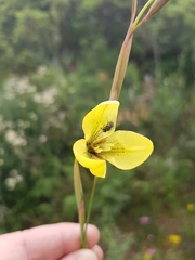 Moraea bellendenii