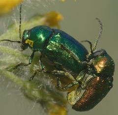 Cryptocephalus