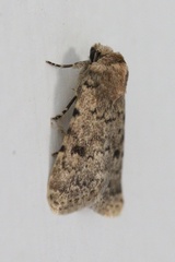Caradrina