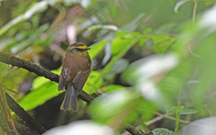 Silvicultrix diadema