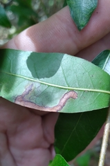 Stigmella
