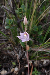 Thelymitra