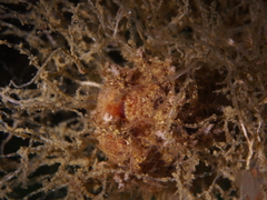 Dendronotus europaeus