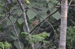 Tachyphonus coronatus