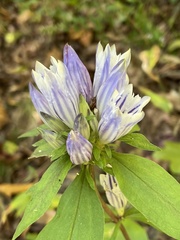 Gentiana villosa
