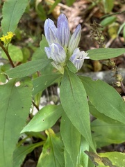 Gentiana villosa