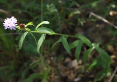 Dipsacoideae