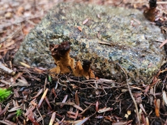 Tolypocladium capitatum