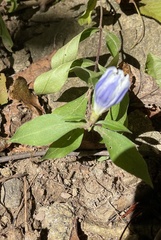 Gentiana villosa
