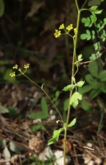 Apioideae