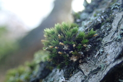 Lewinskya