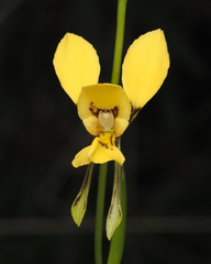 Diuris aurea