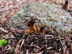 Tolypocladium capitatum