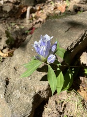 Gentiana villosa
