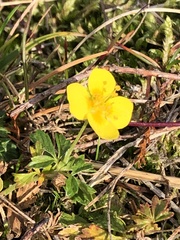 Potentilla erecta