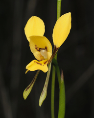 Diuris aurea