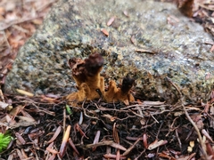 Tolypocladium capitatum