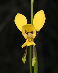 Diuris aurea