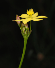 Bulbine bulbosa