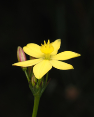 Bulbine bulbosa