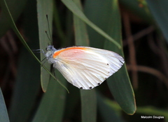 Mylothris rueppellii