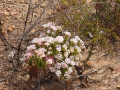 Pimelea preissii