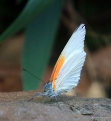 Mylothris rueppellii