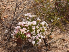 Pimelea preissii