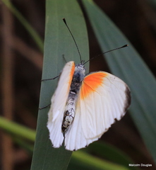 Mylothris rueppellii