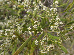 Geijera linearifolia