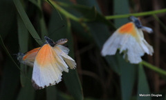 Mylothris rueppellii