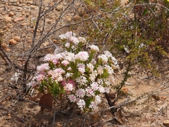 Pimelea preissii
