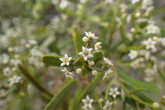 Geijera linearifolia