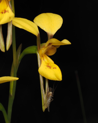 Diuris aurea