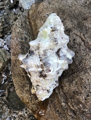 Neogastropoda