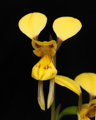 Diuris aurea