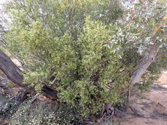 Geijera linearifolia