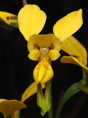 Diuris aurea