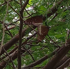 Euploea core
