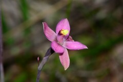 Thelymitra luteocilium