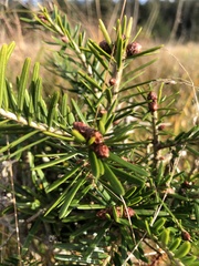 Abies alba