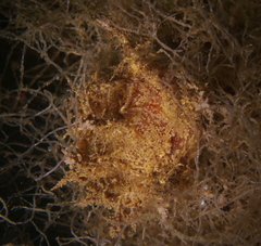 Dendronotus europaeus