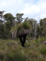 Xanthorrhoea preissii