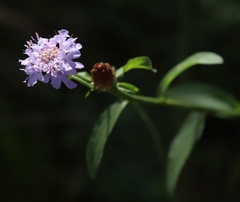 Dipsacoideae