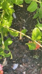 Tetragnatha laboriosa
