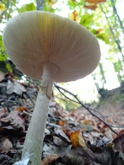 Amanita phalloides