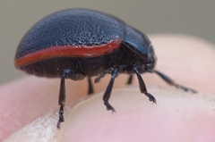 Chrysolina interstincta